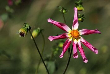 Blooming dahlia in a flowerbed