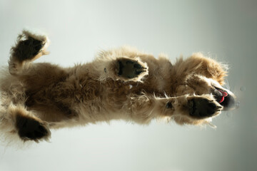 Obraz premium perspektive hund Do-Khyi