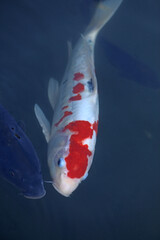 Koi fish swimming in a pond