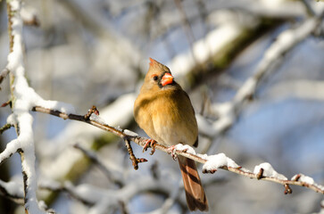 Northern Cardinal (Cardinalis cardinalis) female on a snow covered branch in winter
