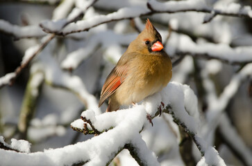 Northern Cardinal (Cardinalis cardinalis) female on a snow covered branch in winter