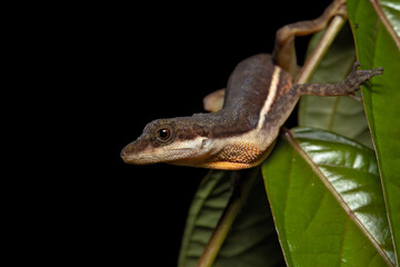 Naklejka na ściany i meble Anolis oxylophus, the stream anole, is a species of lizard in the family Dactyloidae. The species is found in Costa Rica, Nicaragua, Panama, and Honduras.