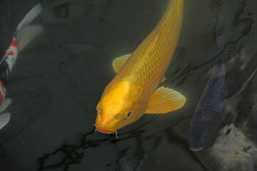 Koi fish swimming in a pond