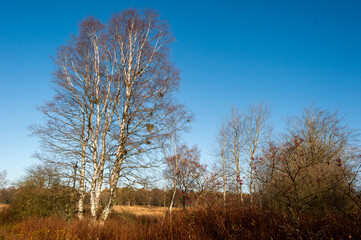 Herbstliche Stimmung in einem Moor mit Binsen und Birken