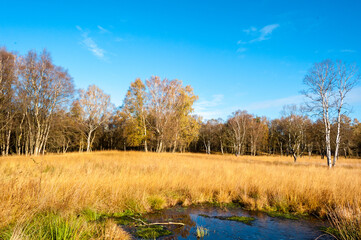 Fototapeta na wymiar Herbstliche Stimmung in einem Moor mit Binsen und Birken