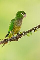 The olive-throated parakeet (Eupsittula nana), also known as the olive-throated conure in aviculture, is a species of bird in subfamily Arinae of the family Psittacidae