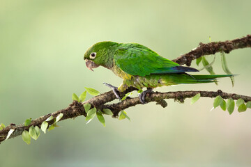 The olive-throated parakeet (Eupsittula nana), also known as the olive-throated conure in aviculture, is a species of bird in subfamily Arinae of the family Psittacidae