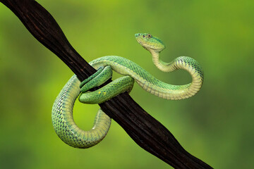 Bothriechis lateralis is a venomous pit viper species found in the mountains of Costa Rica and...