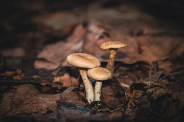 mushroom in the forest