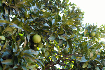 An orange tree that still has unripe fruit. They are green and round.