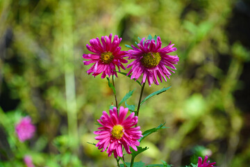 a beautifully colored fruit flower