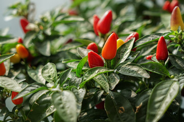 Obraz premium Trinidad Small Cherry Chilli peppers close up