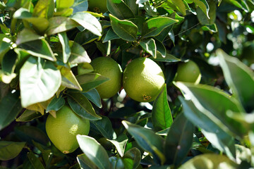 Unripe oranges on the tree. We see several fruits that are green in color.