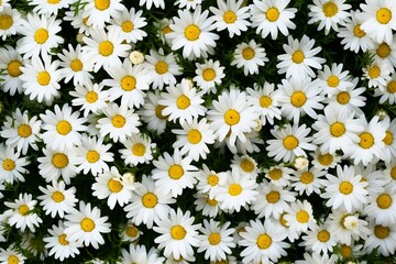Daisy Dreams: A Top-Down View of a Meadow Blanketed in Chamomile Flowers
