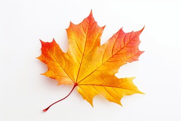 Vibrant Autumn Maple Leaf in Yellow, Orange, and Red Hues on White Background