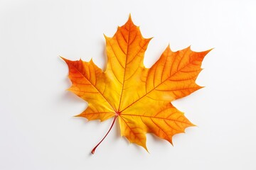 Naklejka na ściany i meble Vibrant Autumn Maple Leaf in Yellow, Orange, and Red Hues on White Background