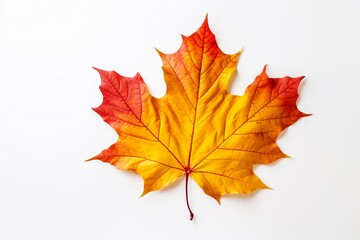Naklejka na ściany i meble Vibrant Autumn Maple Leaf in Yellow, Orange, and Red Hues on White Background