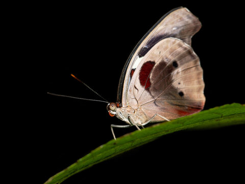 Catonephele numilia, the blue-frosted banner, blue-frosted Catone, Grecian shoemaker or stoplight Catone, is a butterfly of the family Nymphalidae found in Central and South America. 