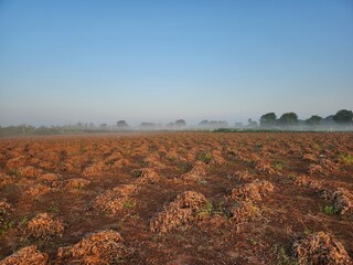 As the sun rises, the misty veil shrouds the idyllic groundnut farm in Kutch, evoking a tranquil and dreamlike ambiance.