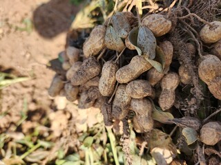 Stunning closeup of Kutch region's ground peanuts, captured with exquisite selective focus, revealing their intricate textures and earthy charm.