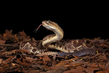 Crotalus simus is a venomous pit viper species found in Mexico and Central America. Middle American rattlesnake.