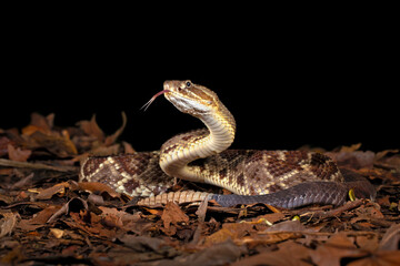 Crotalus simus is a venomous pit viper species found in Mexico and Central America. Middle American...
