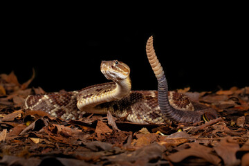 Crotalus simus is a venomous pit viper species found in Mexico and Central America. Middle American rattlesnake.