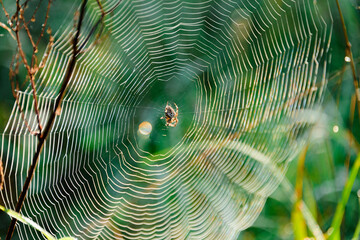 Pajęczyna wczesnym rankiem pokryta kroplami rosy, oświetlona promieniami słonecznymi. w centrum pajęczyny siedzi skulony pająk.