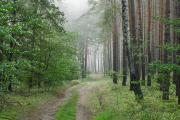Wysoki sosnowy las. Między drzewami znajduje się kręta, leśna droga. Jest wczesny ranek, między drzewami unosi się mgła. - obrazy, fototapety, plakaty