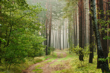 Wysoki sosnowy las. Między drzewami znajduje się kręta, leśna droga. Jest wczesny ranek, między drzewami unosi się mgła.