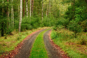 Gruntowa leśna droga. Po obu stronach rośnie gęsty, mieszany las. Między koleinami i na poboczach rośnie zielona trawa. Brzegi kolein pokryte są brązowymi, opadłymi liśćmi.