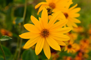 Intensywnie żółte kwiaty topinambura. Jest to roślina zwana słonecznikiem bulwiastym. Występuje ona w stanie dzikim, jak i jest uprawiana. Posiada jadalne bulwy.