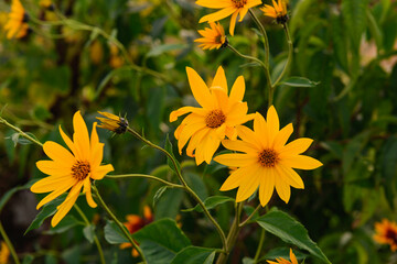 Intensywnie żółte kwiaty topinambura. Jest to roślina zwana słonecznikiem bulwiastym. Występuje ona w stanie dzikim, jak i jest uprawiana. Posiada jadalne bulwy.