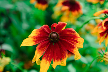 Dwukolorowy, żółto czerwony kwiat ogrodowy rudbekii dwubarwnej. Jest to roślina ogrodowa, kwitnąca jesienią. - obrazy, fototapety, plakaty