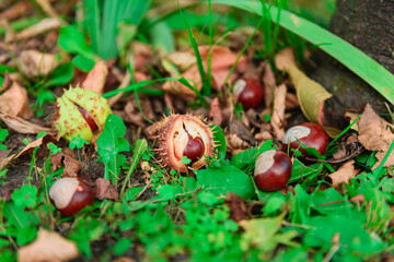 Kasztany opadłe z kasztanowca, leżące wśród opadłych, brązowych liści i zielonych roślin.  © boguslavus