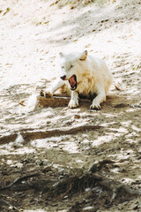 Loup blanc arctique couché en train de se reposer et bailler