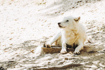 Loup blanc arctique couché en train de se reposer