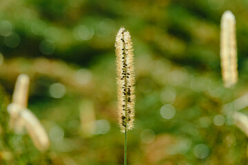 Kłos trawy tymotki łąkowej wczesnym, słonecznym rankiem. Kłoski pokrywają krople rosy, widać między nimi ziarna trawy. - obrazy, fototapety, plakaty