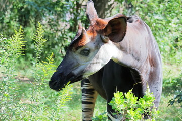 オカピ  © kosumi