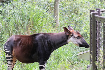 オカピ  © kosumi