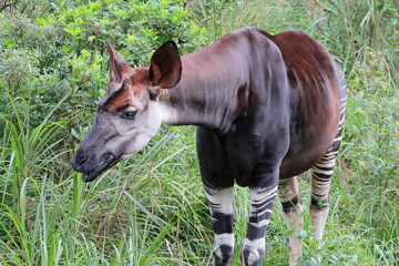 オカピ  © kosumi