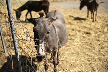 Old donkey in sanctuary, Greece