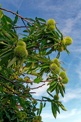 Ripe fruits on a chestnut