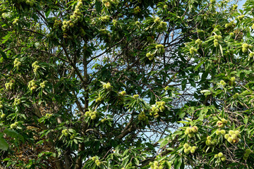 Ripe fruits on a chestnut