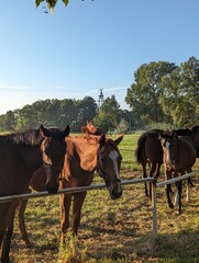 Horses © julita