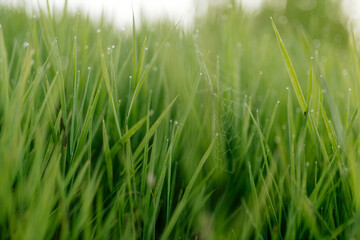 Green grass with dew drops close-up. Summer photo with green grass covered with raindrops