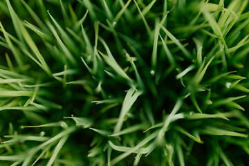 Green grass with dew drops close-up. Summer photo with green grass covered with raindrops