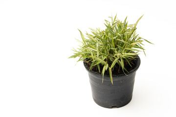 Close-up Bamboo Silver in flowerpot on white background.  