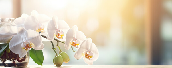 beautiful white orchid flowers blooming at autumn time. banner - Powered by Adobe