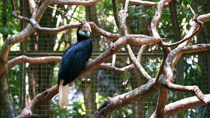 Enggang or Rangkong or Hornbills or Aceros cassidix in Citra Satwa Celebes , Gowa, Indonesia.